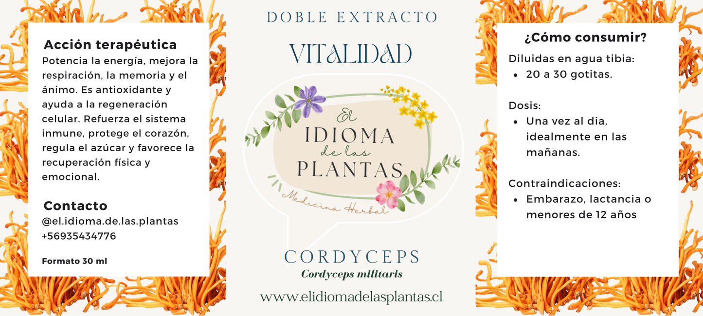 Doble Extracto de Cordyceps militaris – Vitalidad